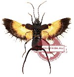Dermaptera sp. 4