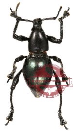 Behrensiellus glabratus (10 pcs)