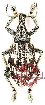 Rhinoscapha sp. 4 (5 pcs)