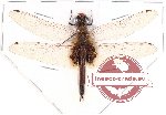 Tramea sp. 1