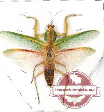 Rhombodera sp. 5
