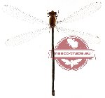 Pseudagrion sp. 1 (SPREAD) 