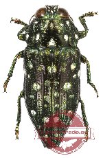 Dicercomorpha sp. 3