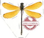 Mnais sp. 1