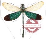 Neurobasis chinensis ssp. chinensis (SPREAD)