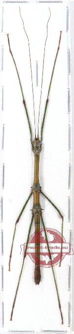 Neopromachus wallacei