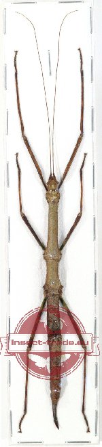 Neopromachus wallacei