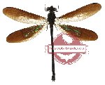 Ephaea aspasia (SPREAD)