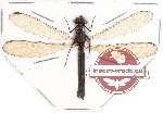 Rhinocypha sp. 2