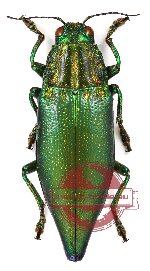 Cyphogastra (s.str.) wallacei