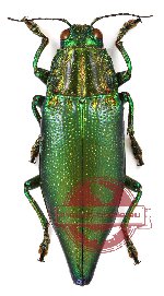 Cyphogastra (s.str.) wallacei (A2)