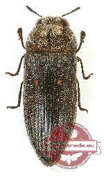 Acmaeodera brevipes (A2)