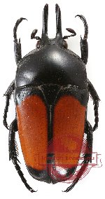 Dicheros (s.str.) bicornis ssp. bicornis
