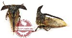 Membracinae sp. 4 (5 pcs)