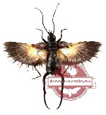 Allodahlia scabriuscula (SPREAD) (A-)