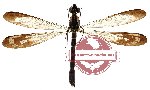Rhinocypha angusta (SPREAD) (5 pcs)