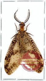 Corydalidae sp. 2 (A2)