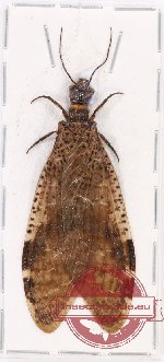 Corydalidae sp. 2 (A2)