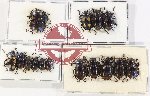 Scientific lot no. 102 Endomychidae (16 pcs)
