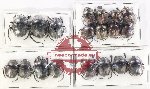 Scientific lot no. 884 Coprophaga (11 pcs)