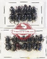 Scientific lot no. 873 Coprophaga (25 pcs)