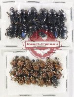 Scientific lot no. 877 Coprophaga (32 pcs)