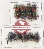 Scientific lot no. 875 Coprophaga (13 pcs)