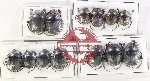 Scientific lot no. 883 Coprophaga (13 pcs)