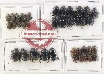 Scientific lot no. 887 Coprophaga (37 pcs)