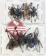 Scientific lot no. 888 Curculionidae (9 pcs A-, A2)