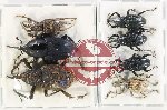Scientific lot no. 898 Curculionidae (7 pcs - 3 pcs A2)