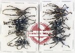 Scientific lot no. 886 Curculionidae (10 pcs A-, A2)