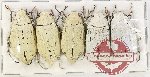 Scientific lot no. 204 Melolonthinae (5 pcs A-, A2)