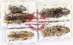 Scientific lot no. 219 Elateridae (5 pcs - 2 pcs A2)