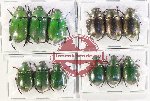 Scientific lot no. 377 Rutelinae (12 pcs)