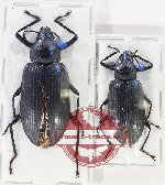 Scientific lot no. 472 Tenebrionidae (2 pcs A2)