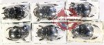 Scientific lot no. 866 Coprophaga (6 pcs)