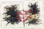 Scientific lot no. 896 Curculionidae (7 pcs A-, A2)