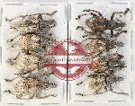 Scientific lot no. 889 Curculionidae (8 pcs A-, A2)