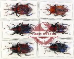 Scientific lot no. 869 Curculionidae (6 pcs)