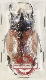 Beckius beccarii beccarii
