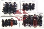Scientific lot no. 176 Passalidae (17 pcs)