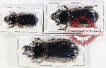 Scientific lot no. 174 Passalidae (3 pcs)