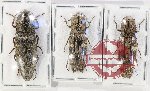 Scientific lot no. 220 Elateridae (3 pcs)