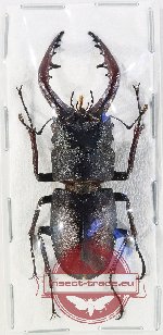Prosopocoilus inclinatus