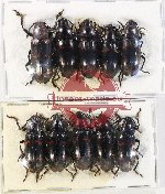 Scientific lot no. 10KK Erotylidae (10 pcs)