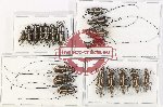 Scientific lot no. 179 Anthribidae (19 pcs)