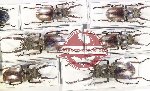 Scientific lot no. 30 Lucanidae (Lucanus planeti mix size) (6m, 3f - 2mA-)