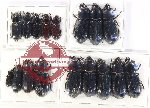 Scientific lot no. 177 Passalidae (17 pcs)