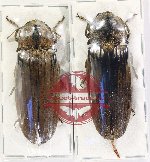 Scientific lot no. 221 Elateridae (2 pcs - 1 pc A2)